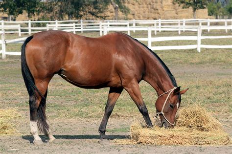 Horse Belly Photos and Images